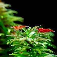 Optimal Tank Conditions for Successful Breeding of Aquarium Shrimp