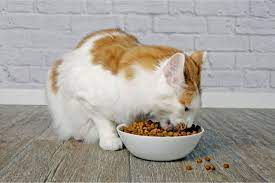 Optimizing Cat Health: Unpacking the Nutritional Value of Cat Food Ingredients