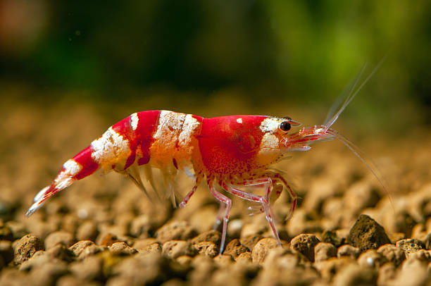 Harmony in the Tank: Exploring the Versatile Compatibility of Aquarium Shrimp with Fish, Plants, and Invertebrates