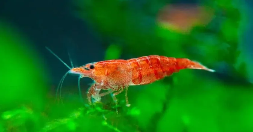 Creating the Perfect Harmony in Your Aquarium with Shrimps