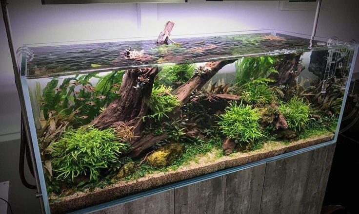 Exploring the Depths: A Guide to the Best Aquarium Stores and Equipment