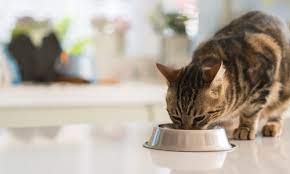 Optimal Feline Wellness: A Holistic Guide to Cat Health and Nutrition