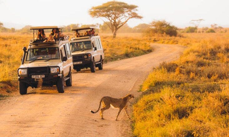 Safari Sojourn: A Journey of Discovery