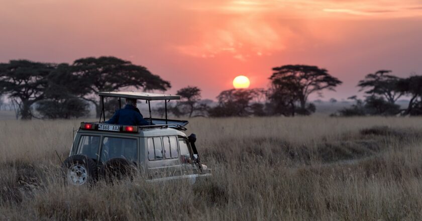 Wildlife Safaris: Ethical Ways to Experience Animals in Their Natural Habitats