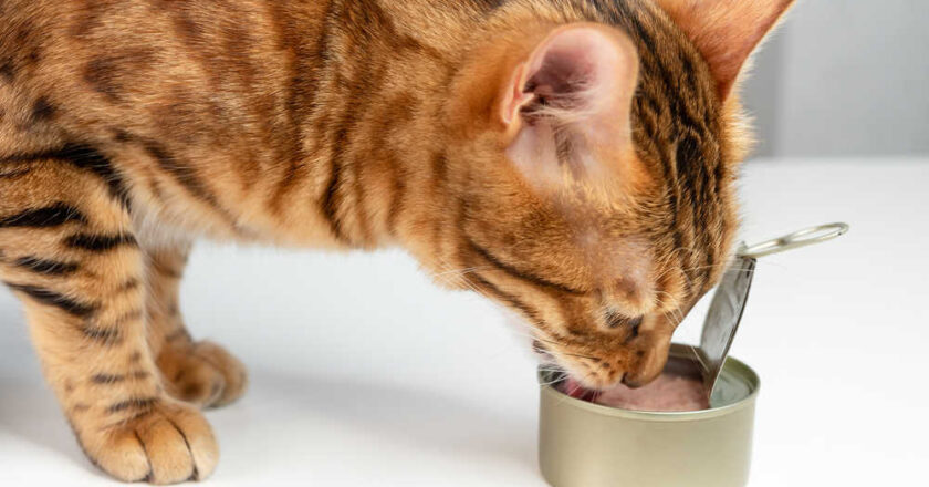 Canned Tuna Treats for Cats: Creative and Nutritious Recipes You Can Make at Home