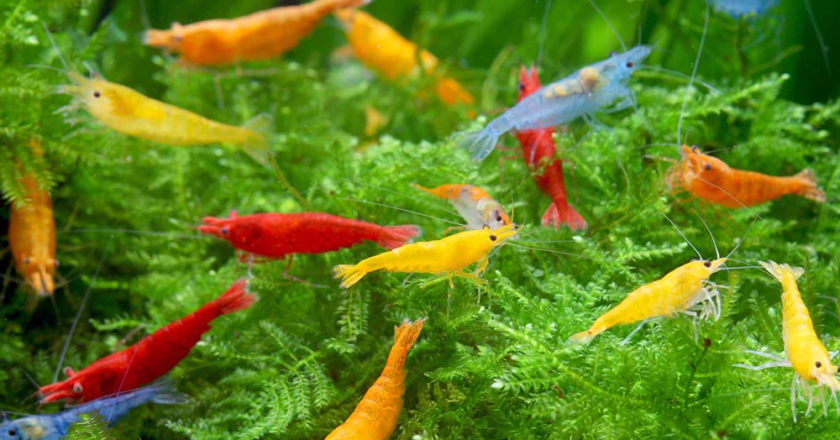Creating a Thriving Habitat: How to Keep Shrimps and Crabs Together in Your Freshwater Aquarium