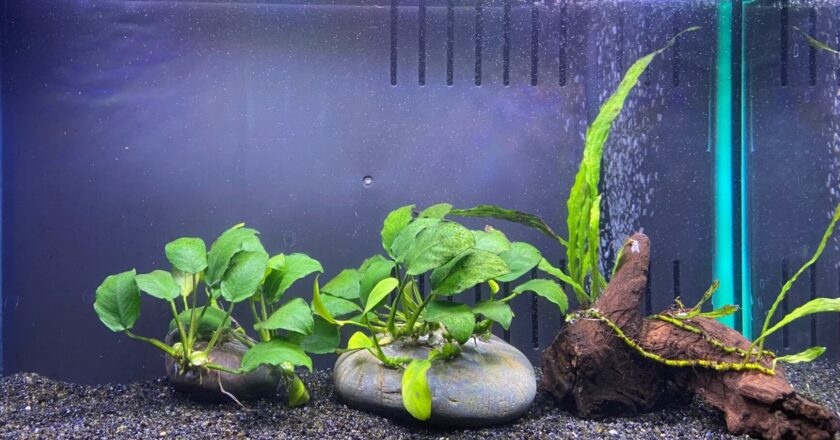 Building a Shrimp-Only Aquarium: The Best Shrimp Species for a Colorful Freshwater Tank