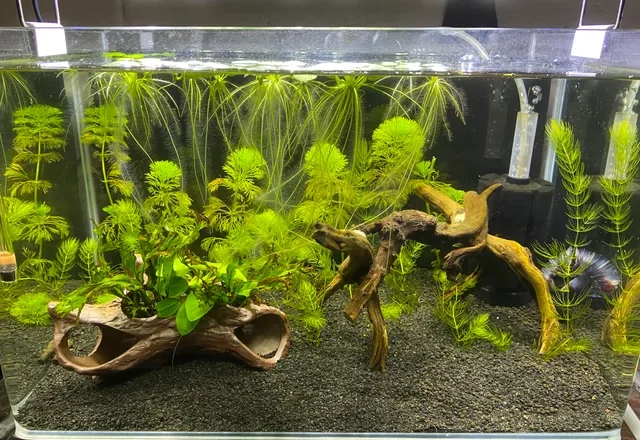 Caring for Blue Mystery Snails: The Unsung Heroes of Your Aquarium